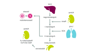 肾素-血管紧张素-醛固酮系统示意图, 显示肾脏之间的联系, liver, lungs, and blood vessels